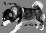 Hudsons Malamutes - my breeder of choice