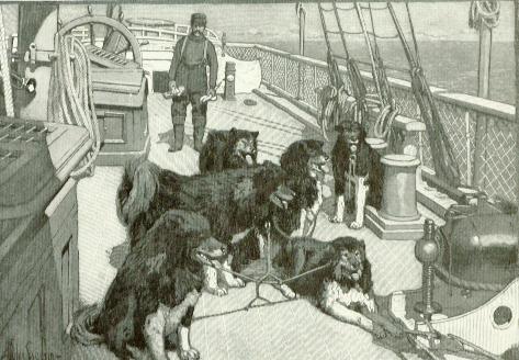 The survivors of the dog team that dragged the rescue party twenty-four hundred miles