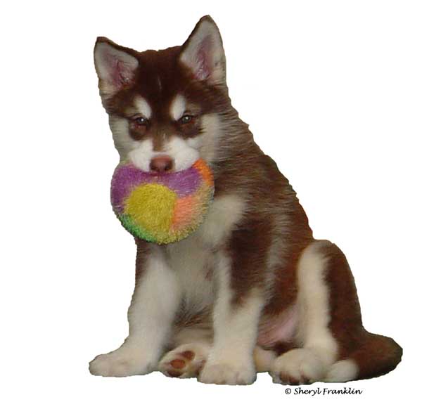 Cute Alaskan Malamute Puppy with ball - Cinnabar