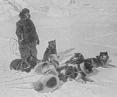 AlaskanMalamutes.us - Amundsens Greenland Eskimo dogs