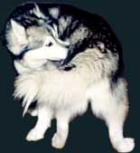Alaskan Malamute Tail Chasing - Wolf