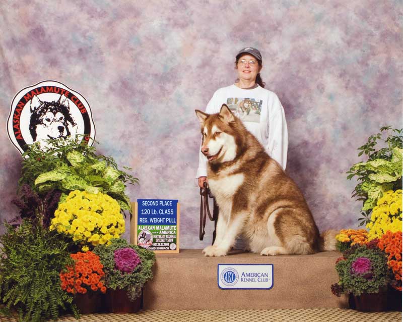 Sheryl's Alaskan Malamutes Weight Pulling AMCA Nationals