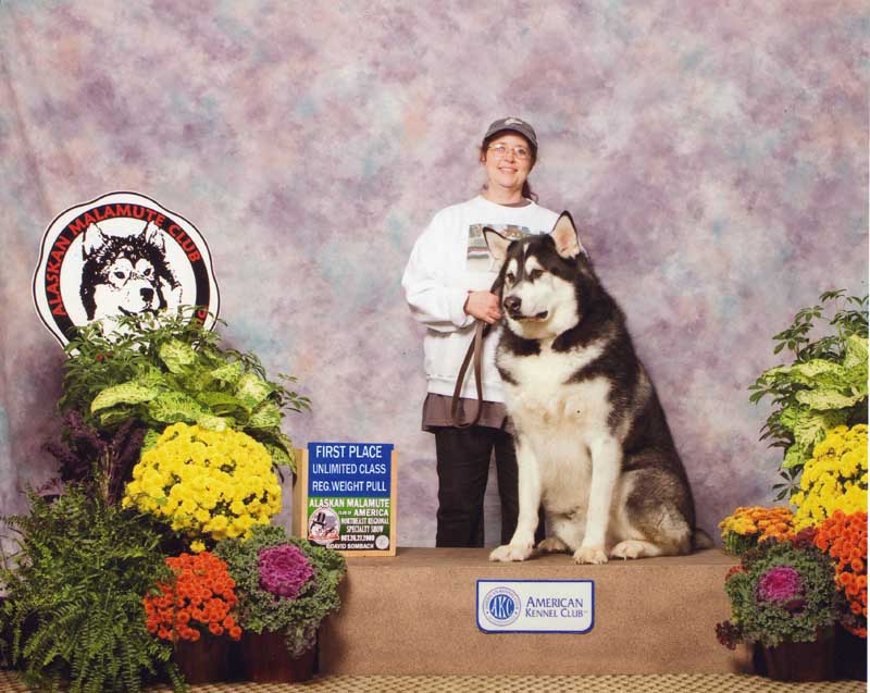 Sheryl's Alaskan Malamutes Weight Pulling AMCA Nationals