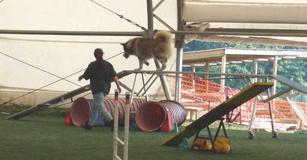 Cinnabar - Alaskan Malamute - Agility Trials