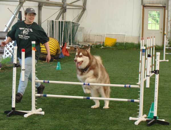 Cinnabar - Alaskan Malamute - Agility Trials