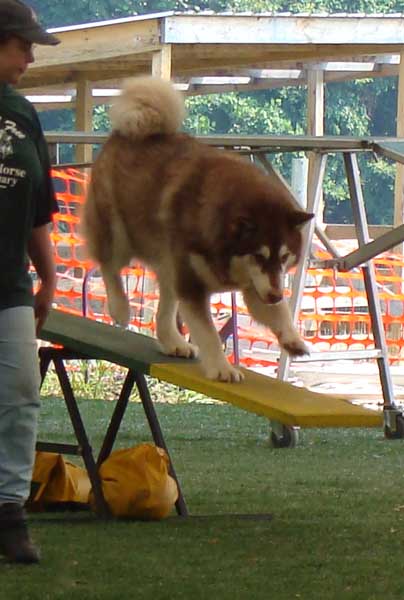 Cinnabar - Alaskan Malamute - Agility Trials