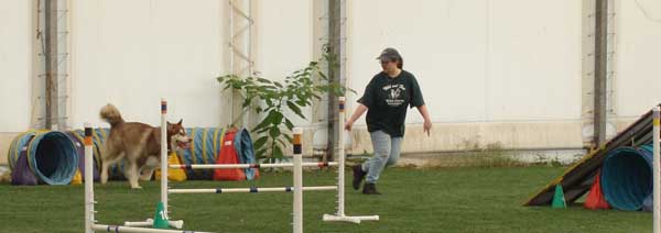 Cinnabar - Alaskan Malamute - Agility Trials