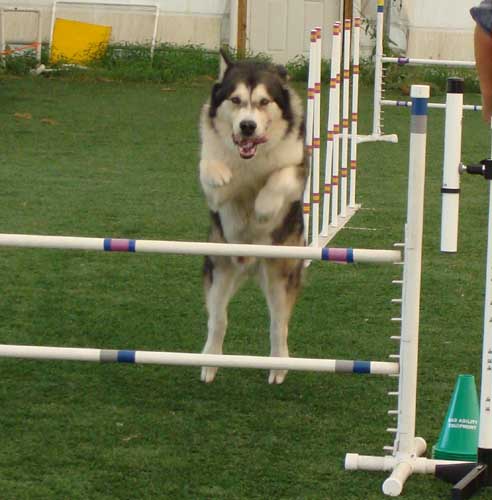 Cinnabar - Alaskan Malamute - Agility Trials