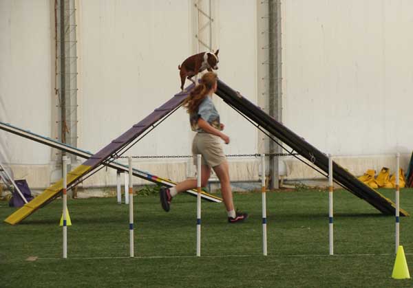 Cinnabar - Alaskan Malamute - Agility Trials