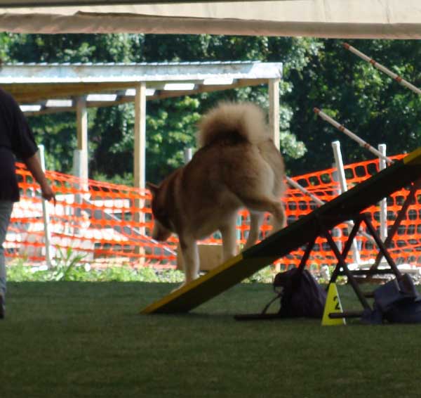 Cinnabar - Alaskan Malamute - Agility Trials