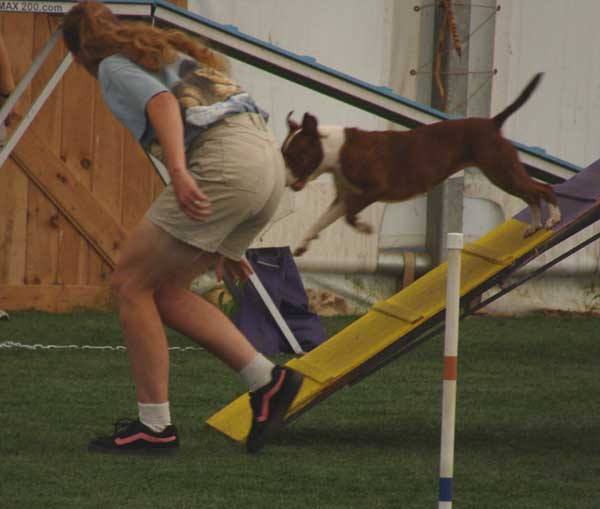 Cinnabar - Alaskan Malamute - Agility Trials