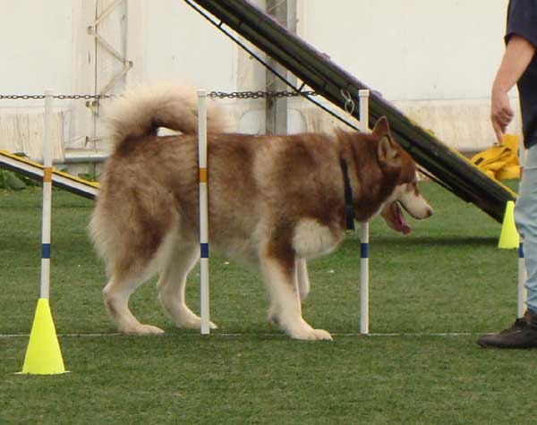 Cinnabar - Alaskan Malamute - Agility Trials