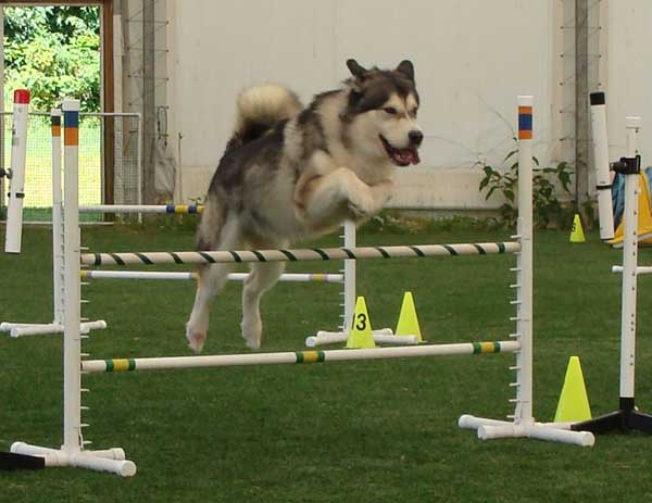 Cinnabar - Alaskan Malamute - Agility Trials