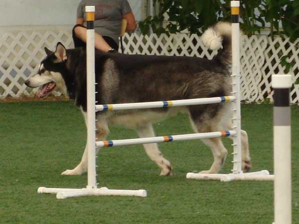 Cinnabar - Alaskan Malamute - Agility Trials