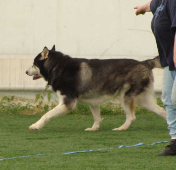 Cinnabar - Alaskan Malamute - Agility Trials