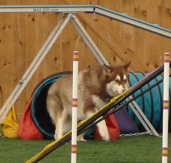 Cinnabar - Alaskan Malamute - Agility Trials