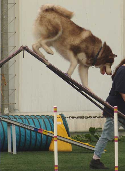 Cinnabar - Alaskan Malamute - Agility Trials