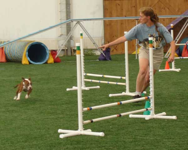 Cinnabar - Alaskan Malamute - Agility Trials