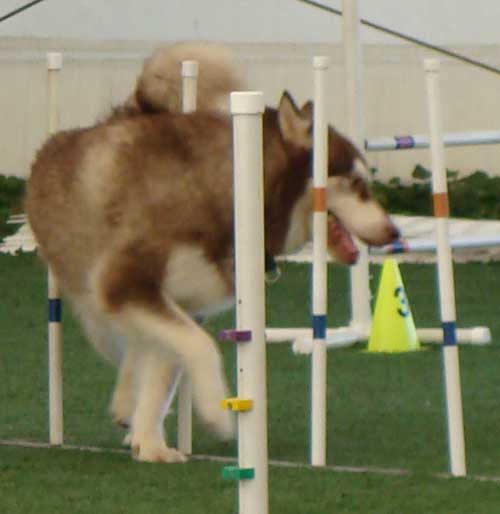 Cinnabar - Alaskan Malamute - Agility Trials