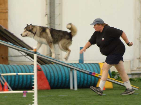 Cinnabar - Alaskan Malamute - Agility Trials