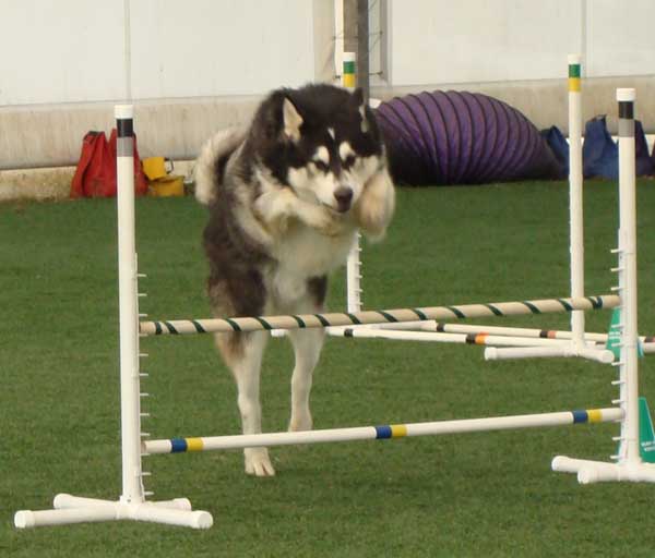 Cinnabar - Alaskan Malamute - Agility Trials