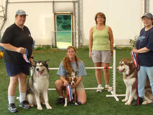 Cinnabar - Alaskan Malamute - Agility Trials