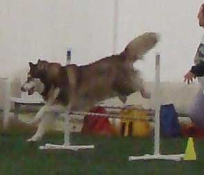 Cinnabar - Alaskan Malamute - Agility Trials