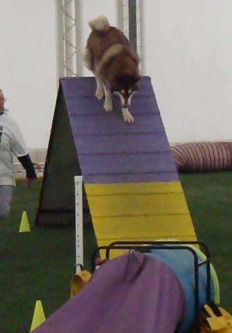 Cinnabar - Alaskan Malamute - Agility Trials