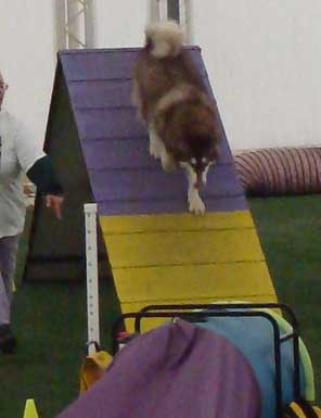 Cinnabar - Alaskan Malamute - Agility Trials