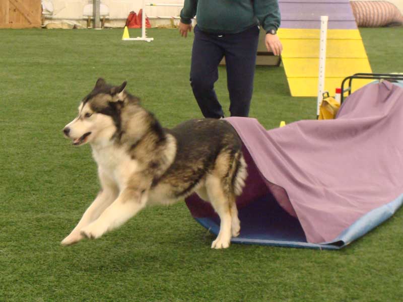 Bee Gee - Alaskan Malamute - Agility Trials