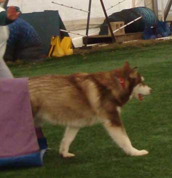 Cinnabar - Alaskan Malamute - Agility Trials