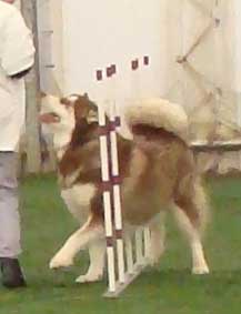 Cinnabar - Alaskan Malamute - Agility Trials