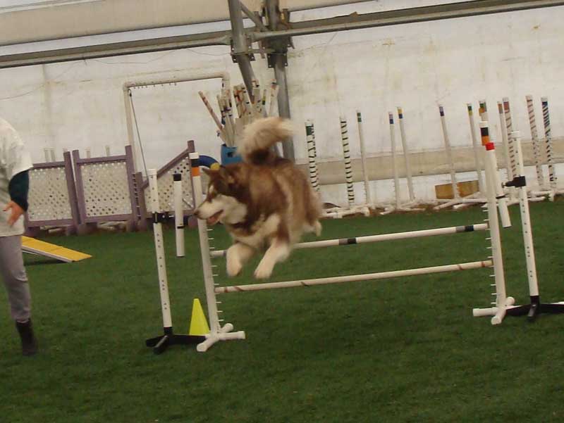 Cinnabar - Alaskan Malamute - Agility Trials