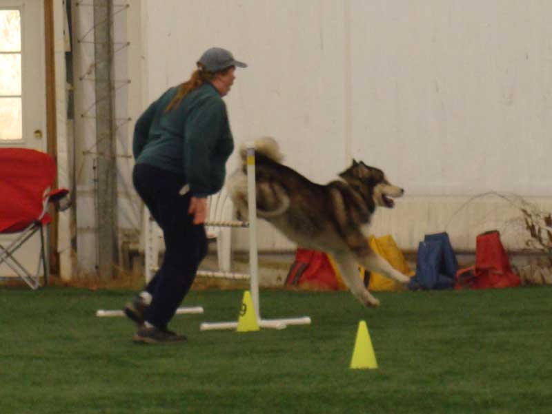 Bee Gee - Alaskan Malamute - Agility Trials