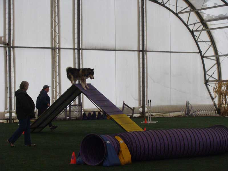 Cinnabar - Alaskan Malamute - Agility Trials