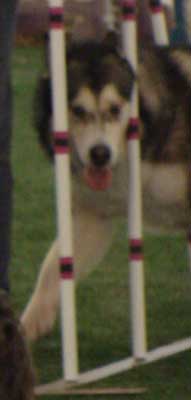 Cinnabar - Alaskan Malamute - Agility Trials