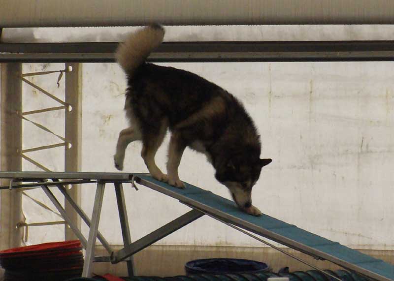 Cinnabar - Alaskan Malamute - Agility Trials