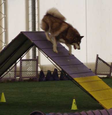 Cinnabar - Alaskan Malamute - Agility Trials