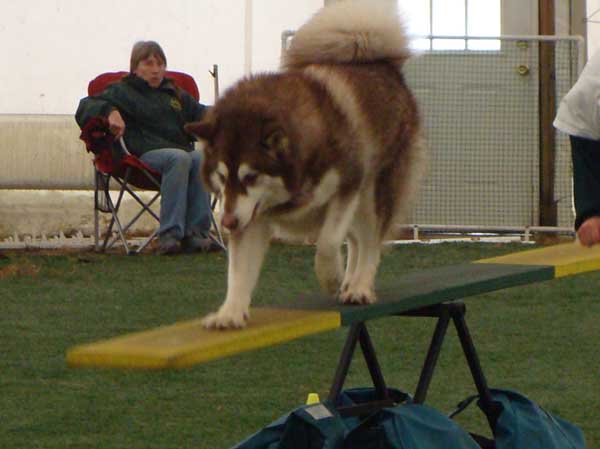 Cinnabar - Alaskan Malamute - Agility Trials