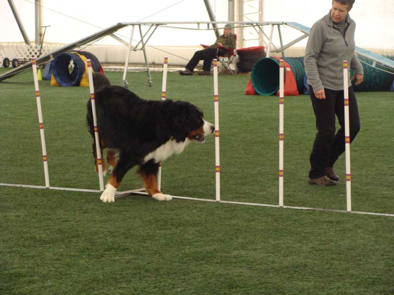 Cinnabar - Alaskan Malamute - Agility Trials