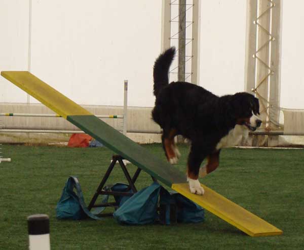 Cinnabar - Alaskan Malamute - Agility Trials