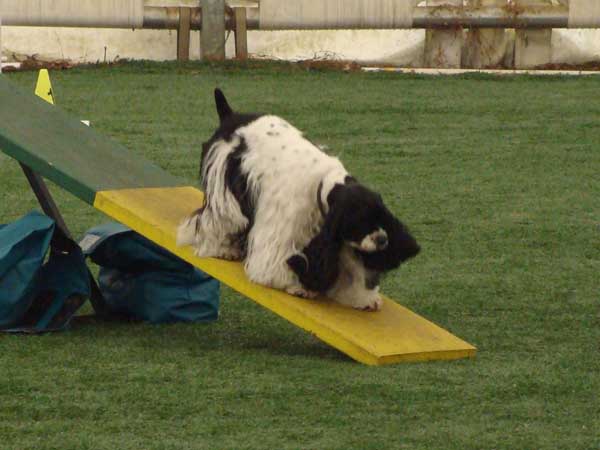 Cinnabar - Alaskan Malamute - Agility Trials