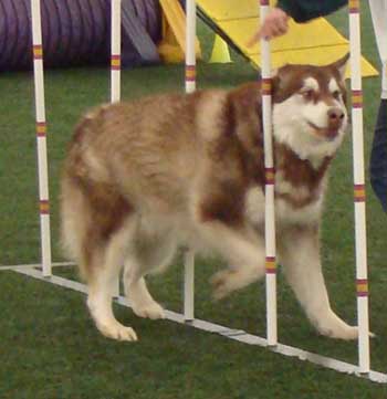 Cinnabar - Alaskan Malamute - Agility Trials