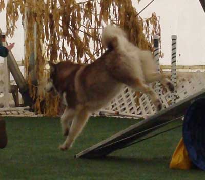 Cinnabar - Alaskan Malamute - Agility Trials