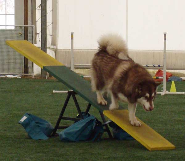 Cinnabar - Alaskan Malamute - Agility Trials