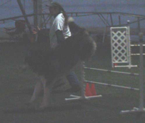 Cinnabar - Alaskan Malamute - Agility Trials