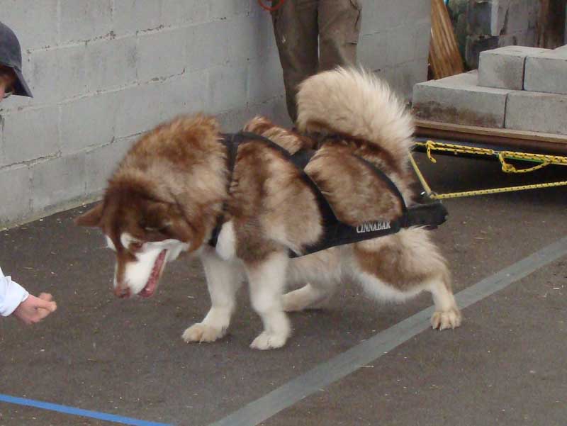 Canine Weight Pull