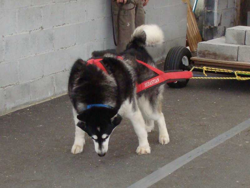 Canine Weight Pull