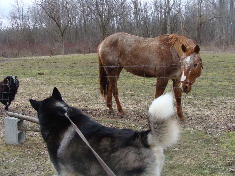 Canine Weight Pull