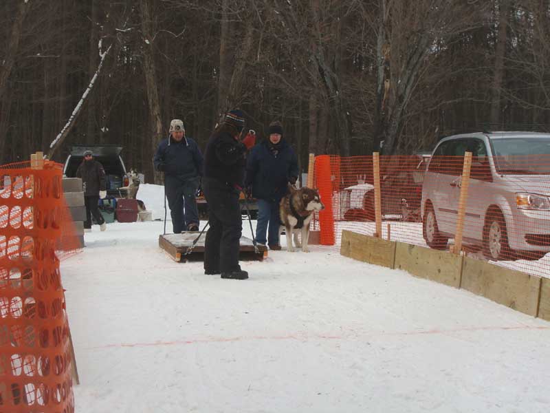 Canine Snow Weight Pull